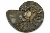 Triassic Ammonite (Ceratites sublaevigatus) Fossil - Germany #354094-1
